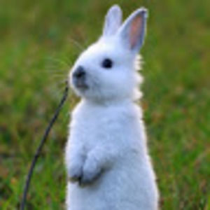 Meet your Posher, Boom